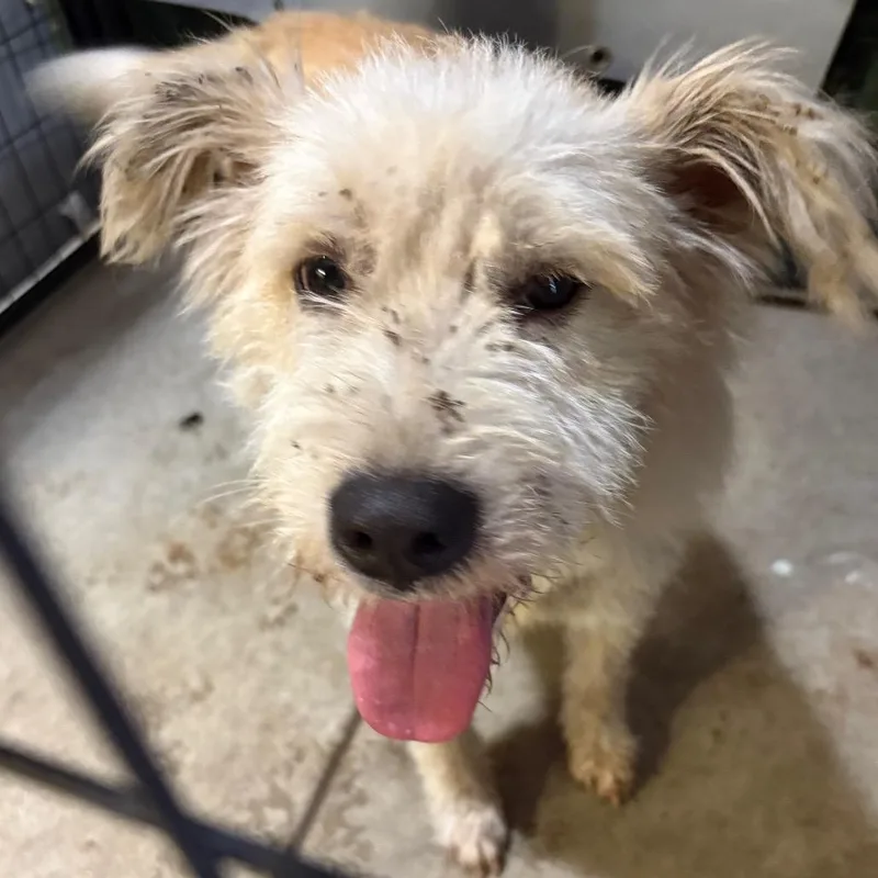 An adult medium-sized female Terrier dog named Leia for adoption in Birmingham, AL
