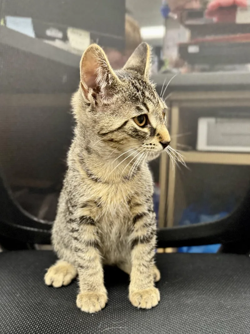A baby medium-sized female Tabby (Brown / Chocolate) Domestic Short Hair cat named Pam for adoption in Midland, MI