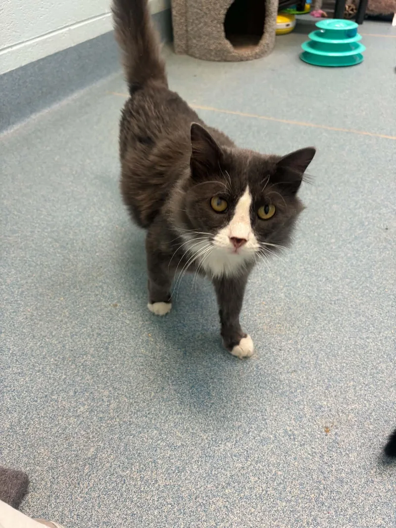 An adult medium-sized male Gray & White Domestic Medium Hair cat named Butter Pecan  FIV for adoption in Berryville, VA