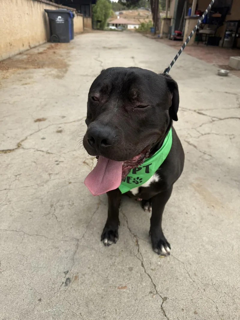 An adult large-sized male American Bully dog named Zeus for adoption in Lakeside, CA