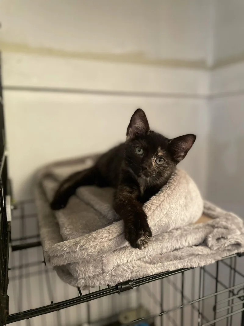 A baby small-sized female Domestic Short Hair cat named Yanni for adoption in Trenton, NJ