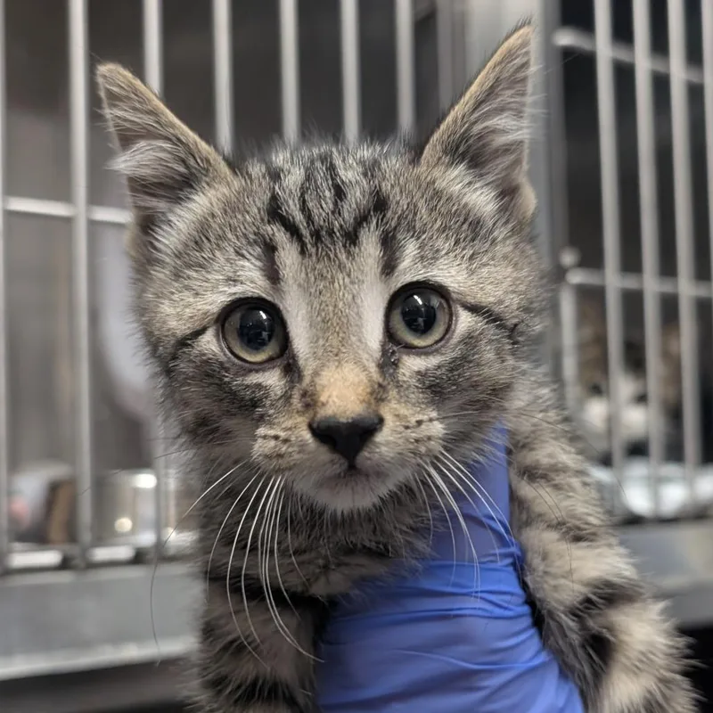 A baby small-sized male Domestic Short Hair cat named JillyBoo for adoption in West Olive, MI