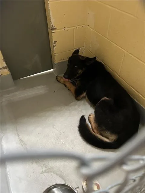 An adult large-sized female German Shepherd Dog dog named Daphne for adoption in Tulsa, OK