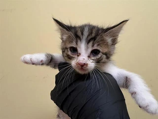 A baby small-sized female Domestic Short Hair cat named Honeybee for adoption in Tustin, CA