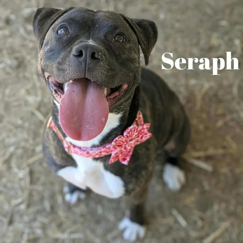 Seraph