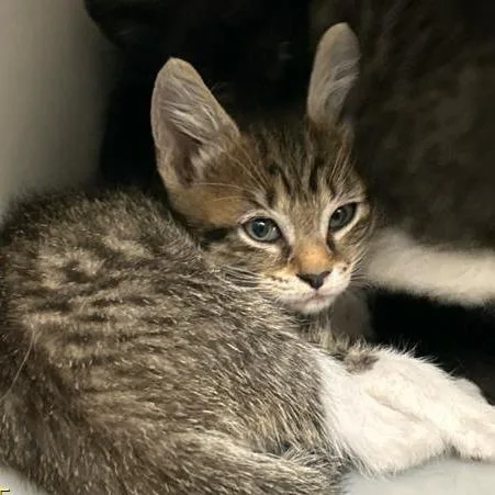 A baby small-sized female Black Domestic Short Hair cat named Tortelinni for adoption in West Palm Beach, FL