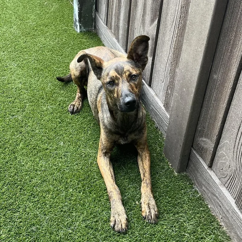 A young medium-sized male Brindle Mixed Breed dog named Bryan for adoption in LOXAHATCHEE, FL