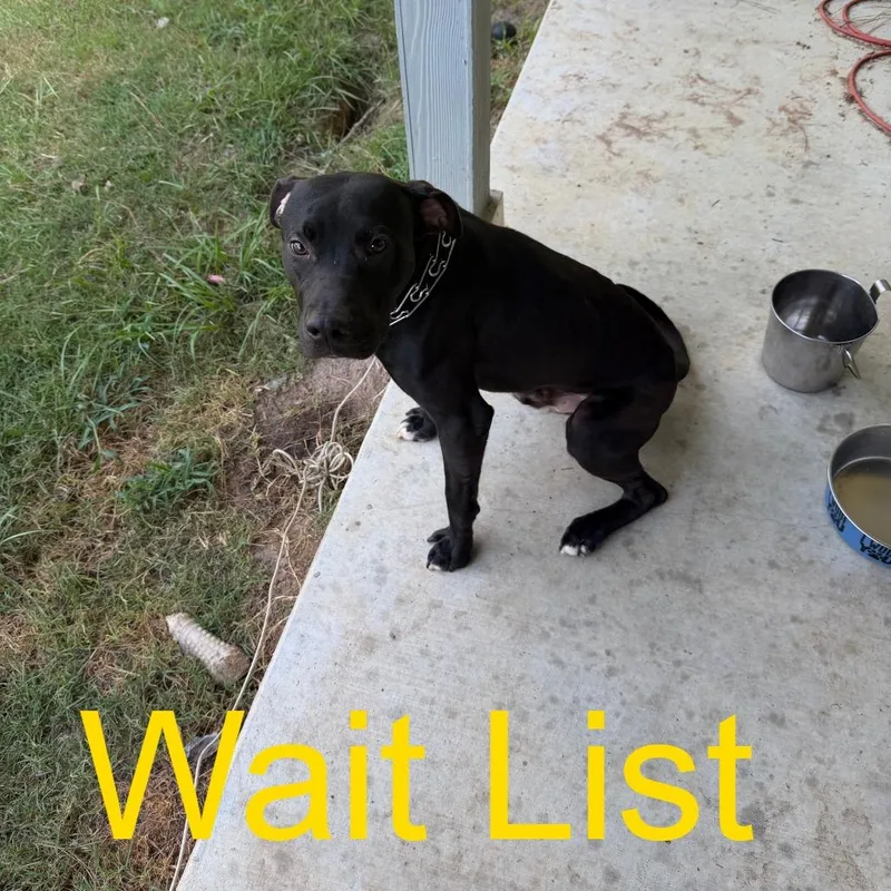 A young medium-sized male Black Pit Bull Terrier dog named Zeus for adoption in Livingston, TX