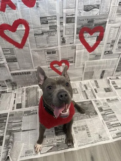 An adult medium-sized male Mixed Breed dog named Rocket for adoption in Lafayette, IN