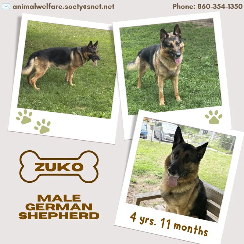 An adult large-sized male Black German Shepherd Dog dog named Zuko for adoption in New Milford, CT