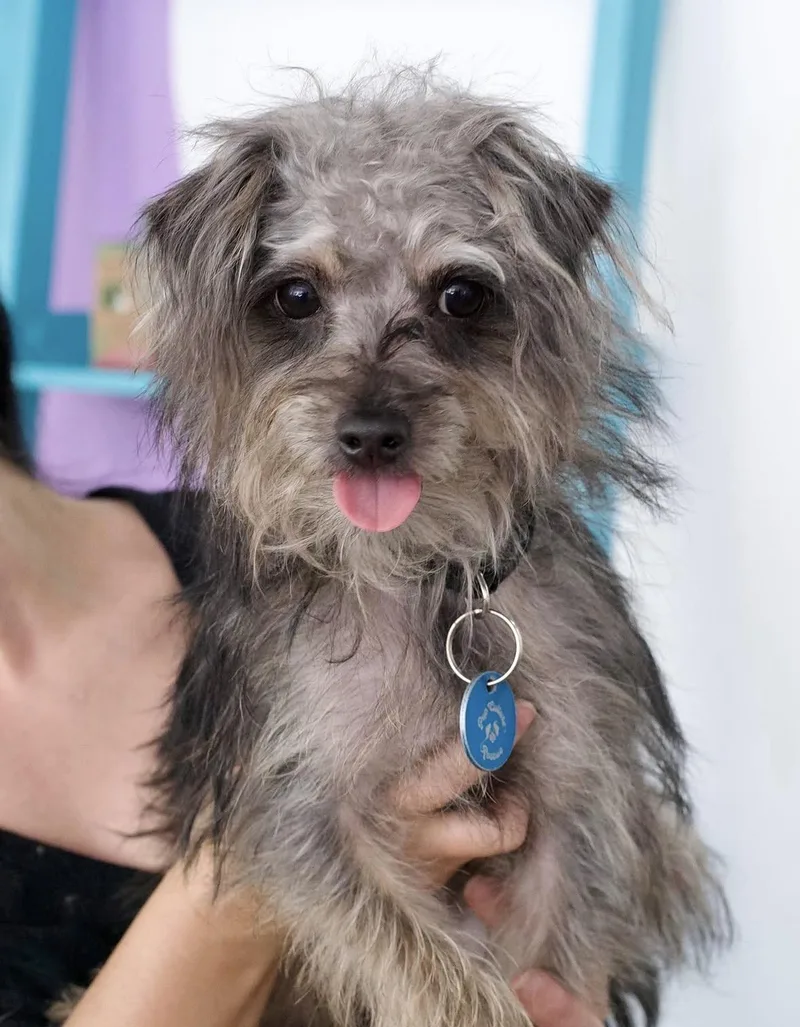 A baby small-sized male Terrier dog named Ronaldo for adoption in Pasadena, CA