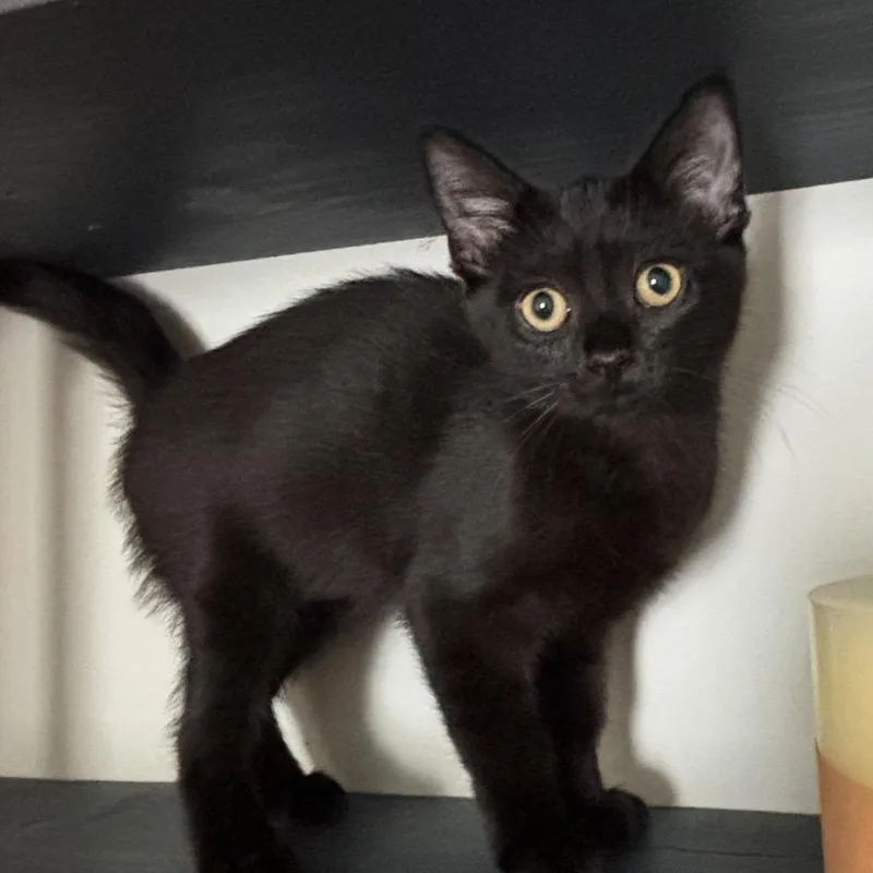 A baby small-sized female Domestic Short Hair cat named Aveline for adoption in Cumming, GA