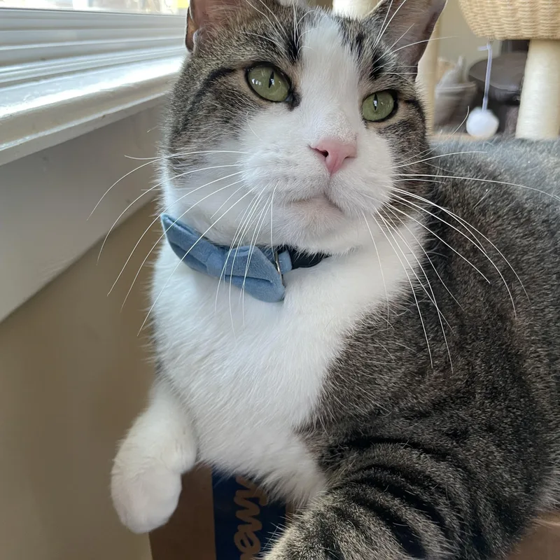 Tamalito thumbnail 5