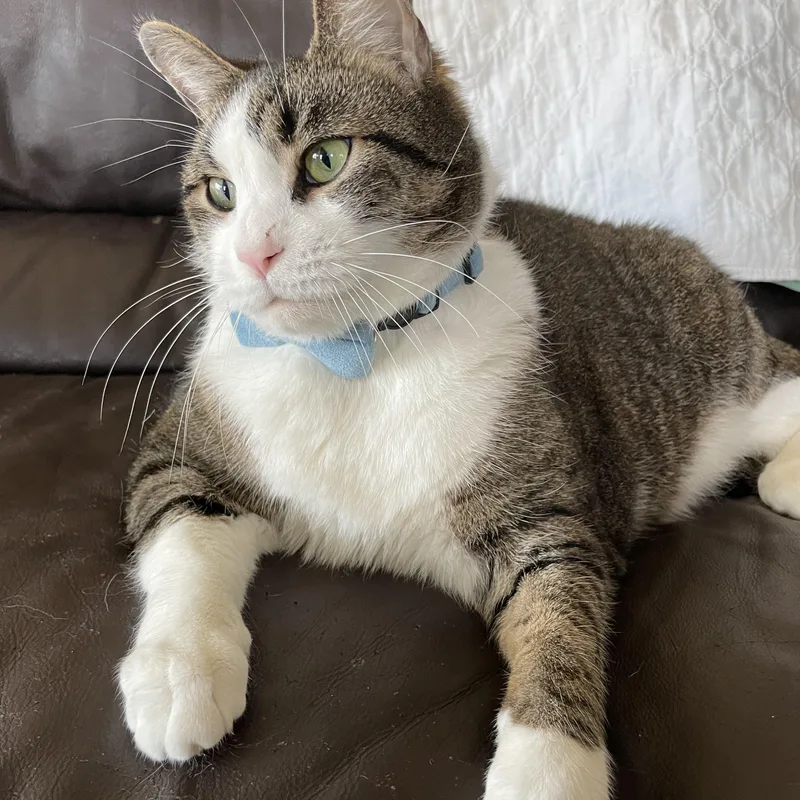 Tamalito thumbnail 6