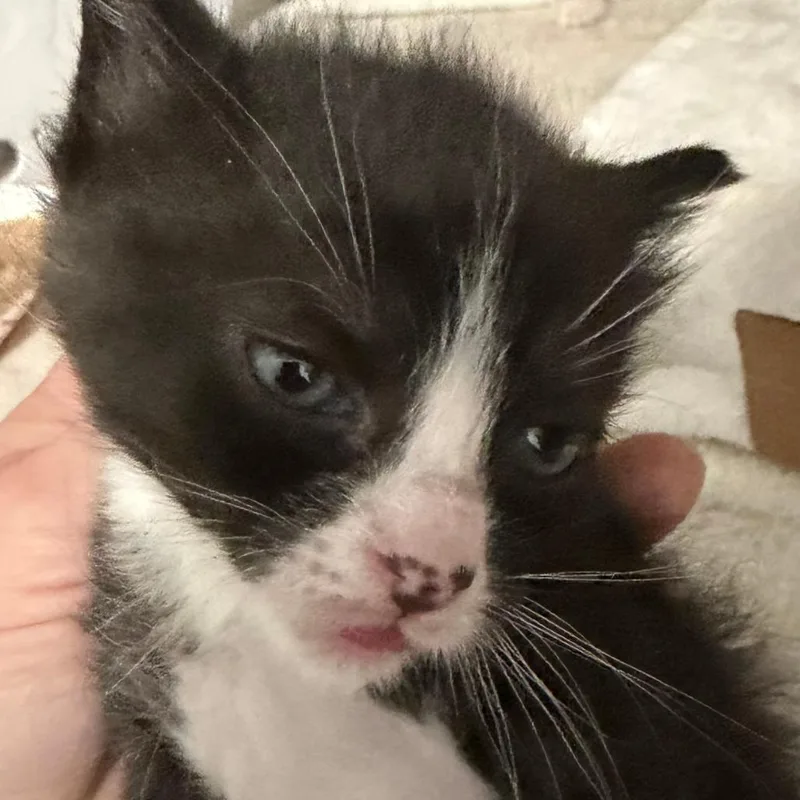 A baby small-sized male Domestic Short Hair cat named Acorn for adoption in Newark, NJ