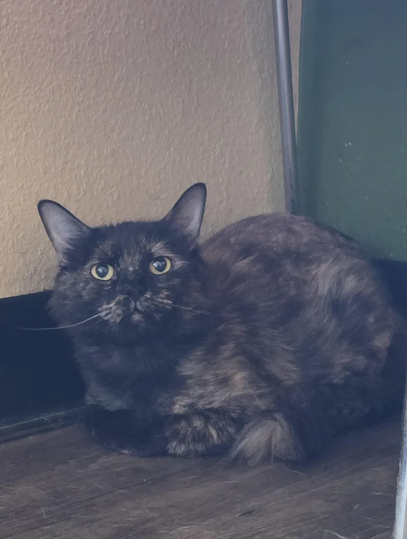 An adult small-sized female Tortoiseshell Domestic Medium Hair cat named Tootsie for adoption in Mission Viejo, CA