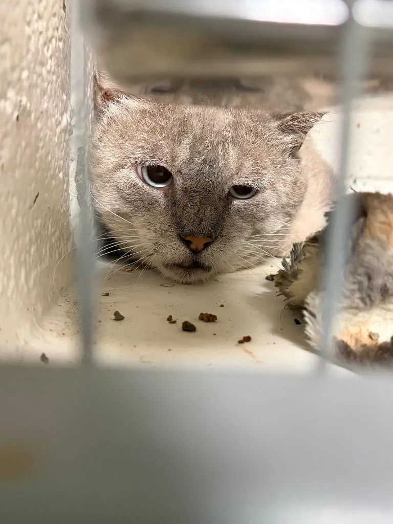 An adult medium-sized male Siamese cat named Papa Ling for adoption in Ada, OK