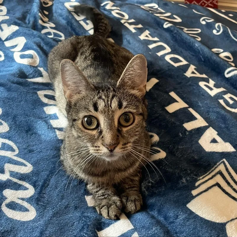 Blueberry thumbnail 3