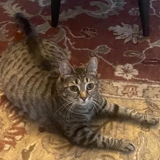 Blueberry thumbnail 4