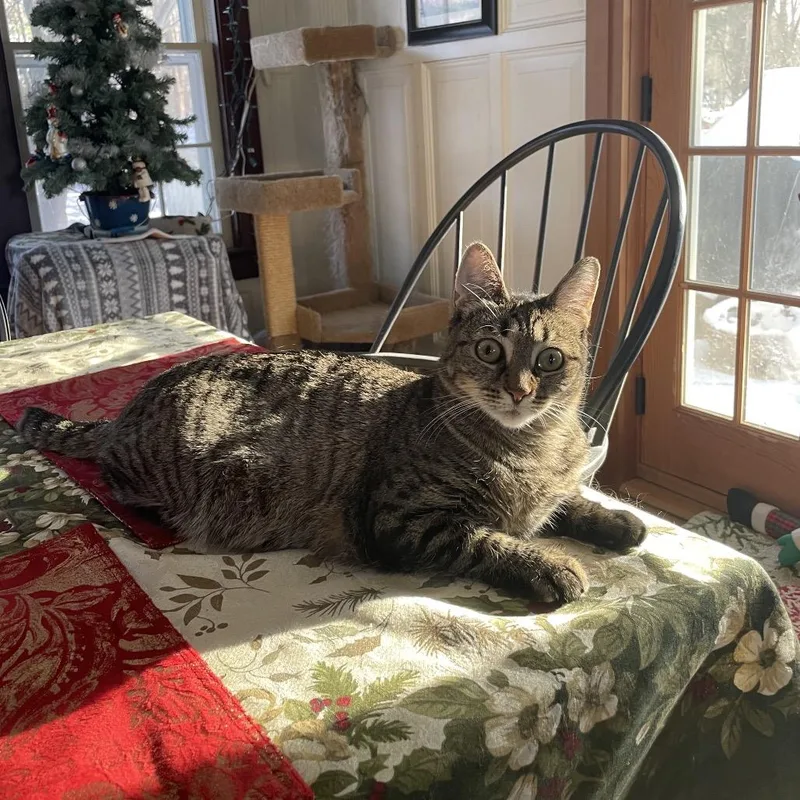 Blueberry thumbnail 5