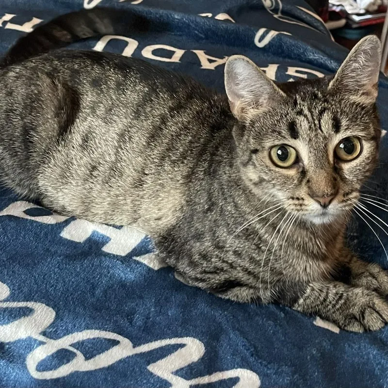 Blueberry thumbnail 6