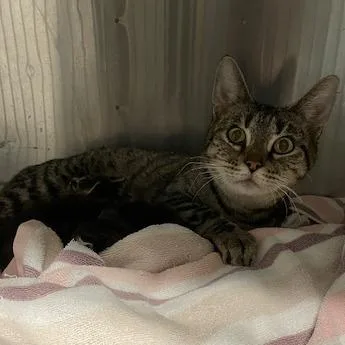 A young medium-sized female Brown / Chocolate Domestic Short Hair cat named Shelia for adoption in Springfield, IL