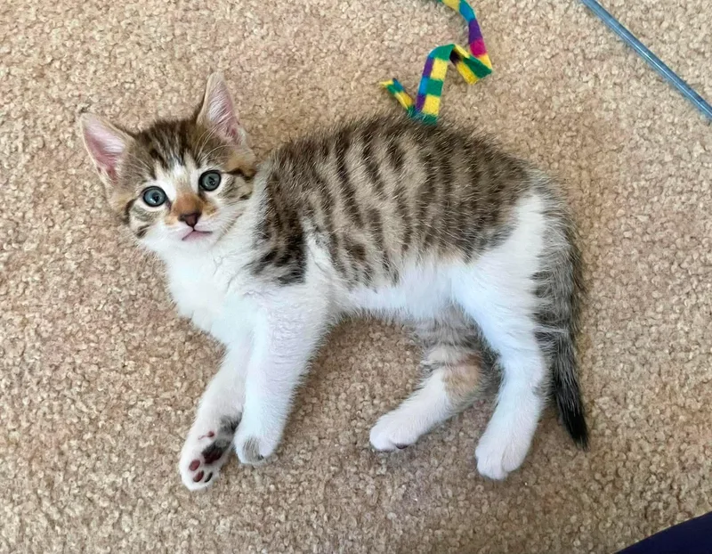 A baby small-sized male Tabby (Brown / Chocolate) Domestic Short Hair cat named Wren for adoption in Hollister, CA