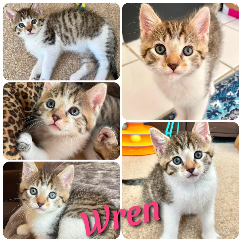 Wren thumbnail 3