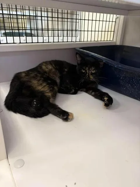 An adult medium-sized female Domestic Short Hair cat named Wednesday for adoption in Port Lavaca, TX
