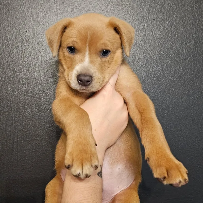 A baby medium-sized male Brown / Chocolate Mixed Breed dog named Hitch for adoption in Mocksville, NC
