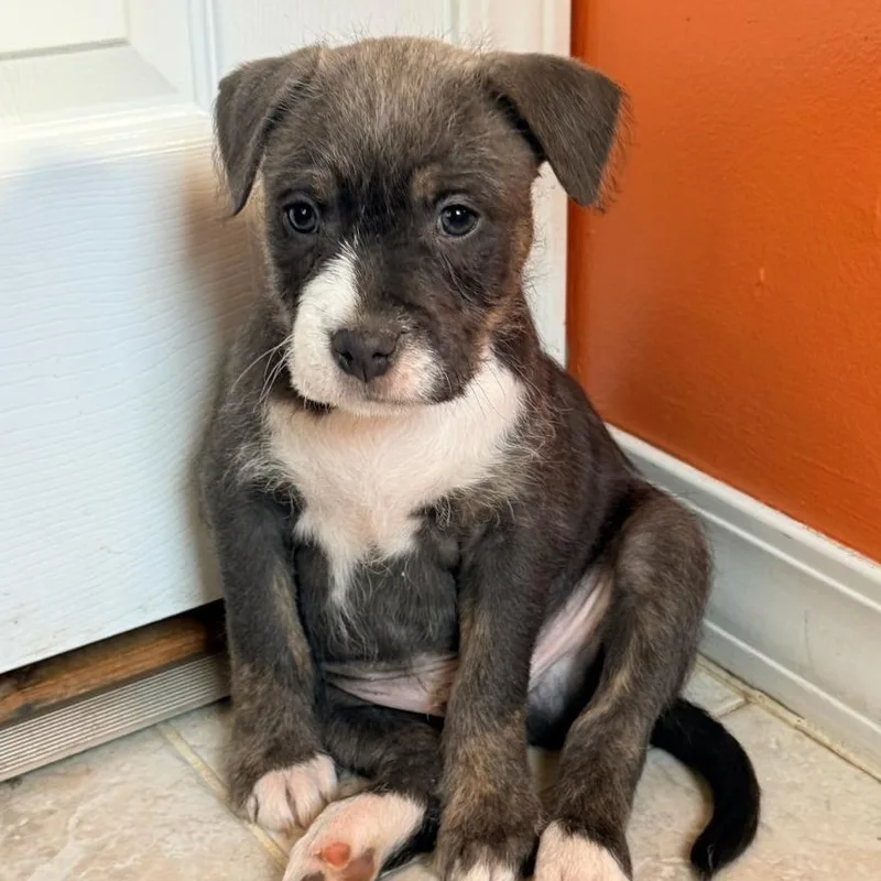 A baby medium-sized male Gray / Blue / Silver Mixed Breed dog named Hal for adoption in House Springs, MO