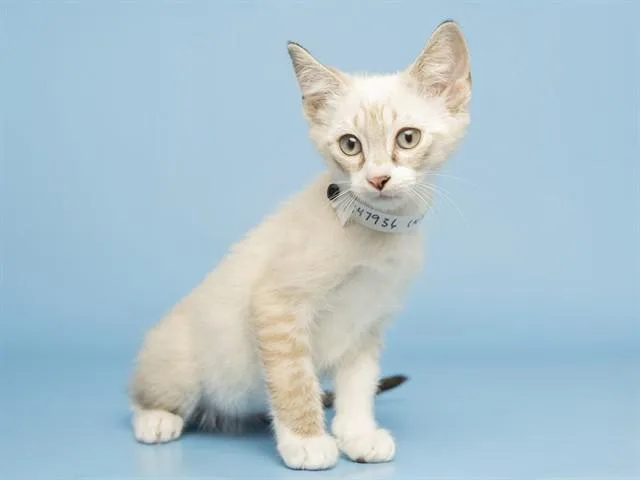 A baby small-sized male Domestic Short Hair cat named Cutie for adoption in Phoenix, AZ