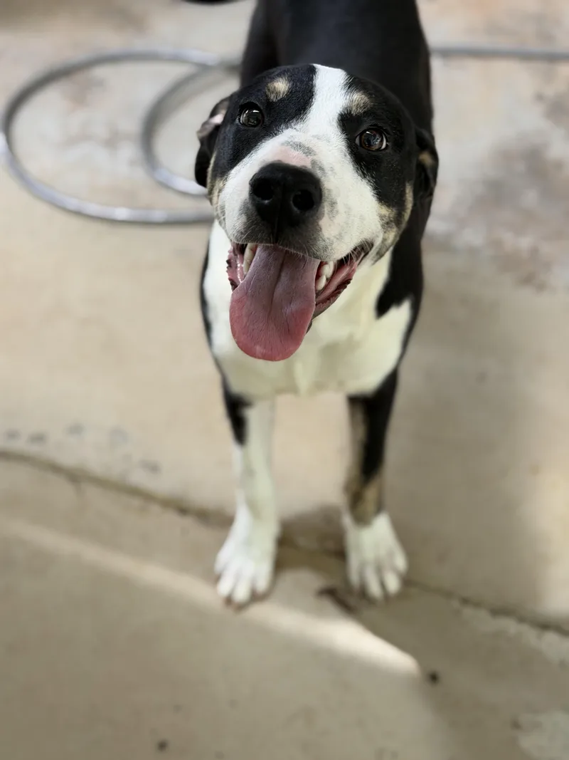 A young large-sized male Mixed Breed dog named Nicky for adoption in Elberton, GA