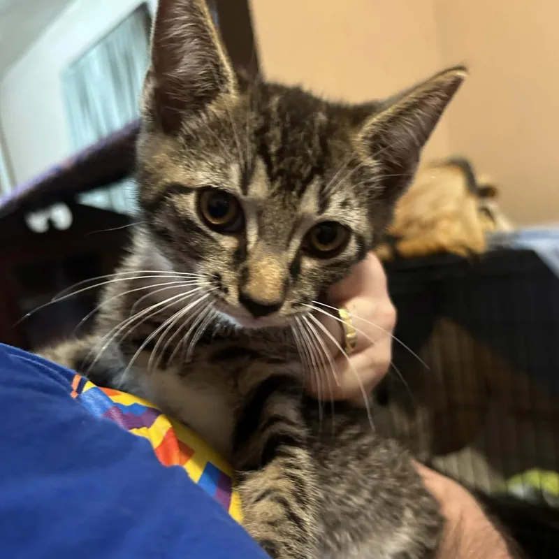 A baby small-sized male Gray / Blue / Silver Domestic Short Hair cat named Murray for adoption in Johnstown, PA