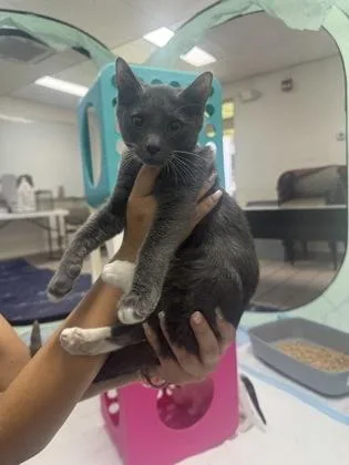 A baby small-sized male Domestic Short Hair cat named Toe Beans for adoption in Honolulu, HI