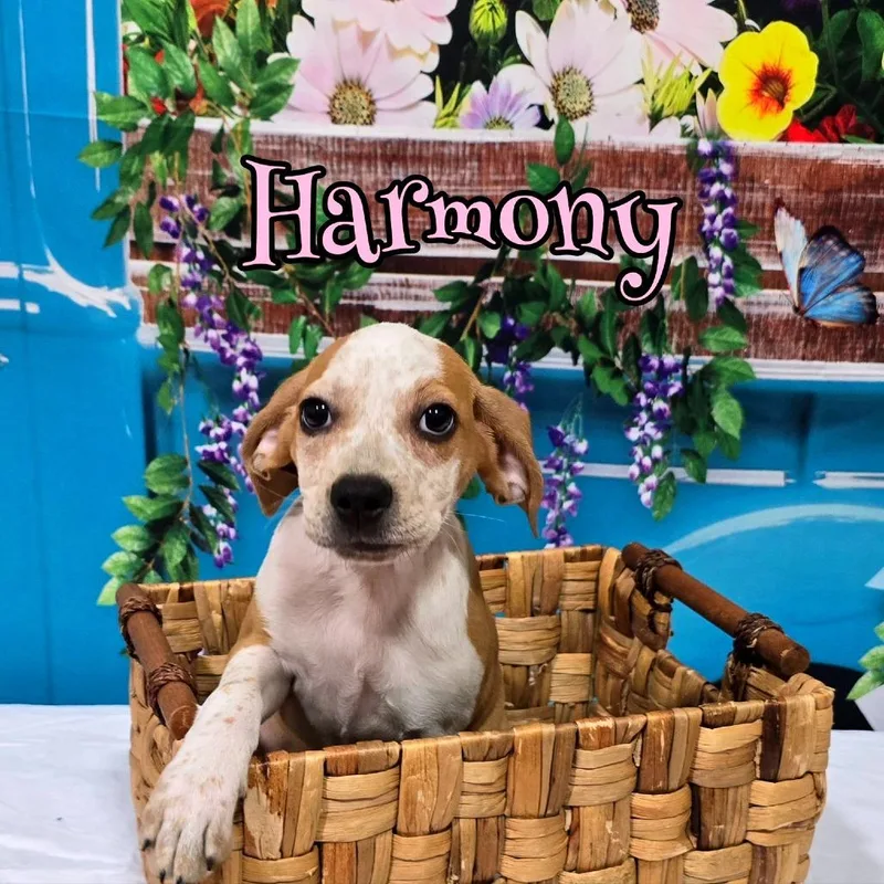 A baby small-sized female White / Cream Mixed Breed dog named Harmony for adoption in Joliet, IL