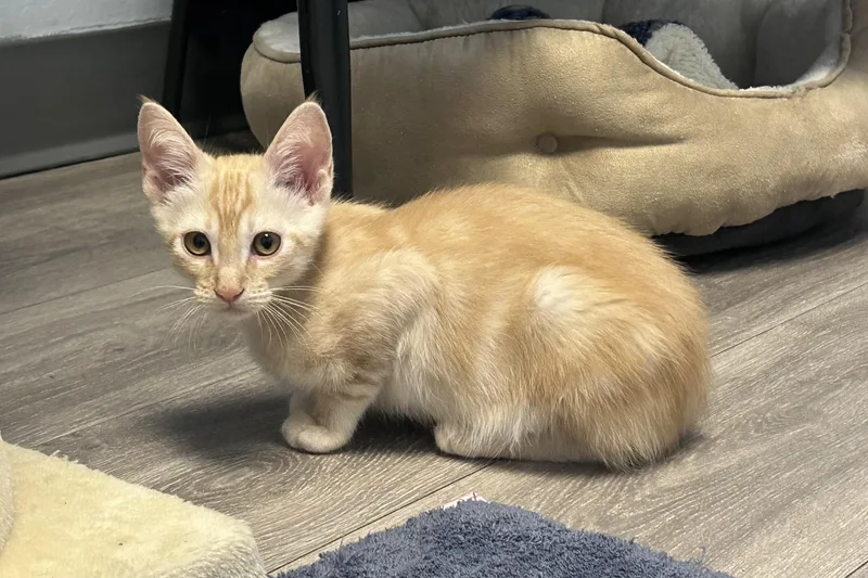 A baby small-sized male Domestic Short Hair cat named Thorne for adoption in Fountain Hills, AZ