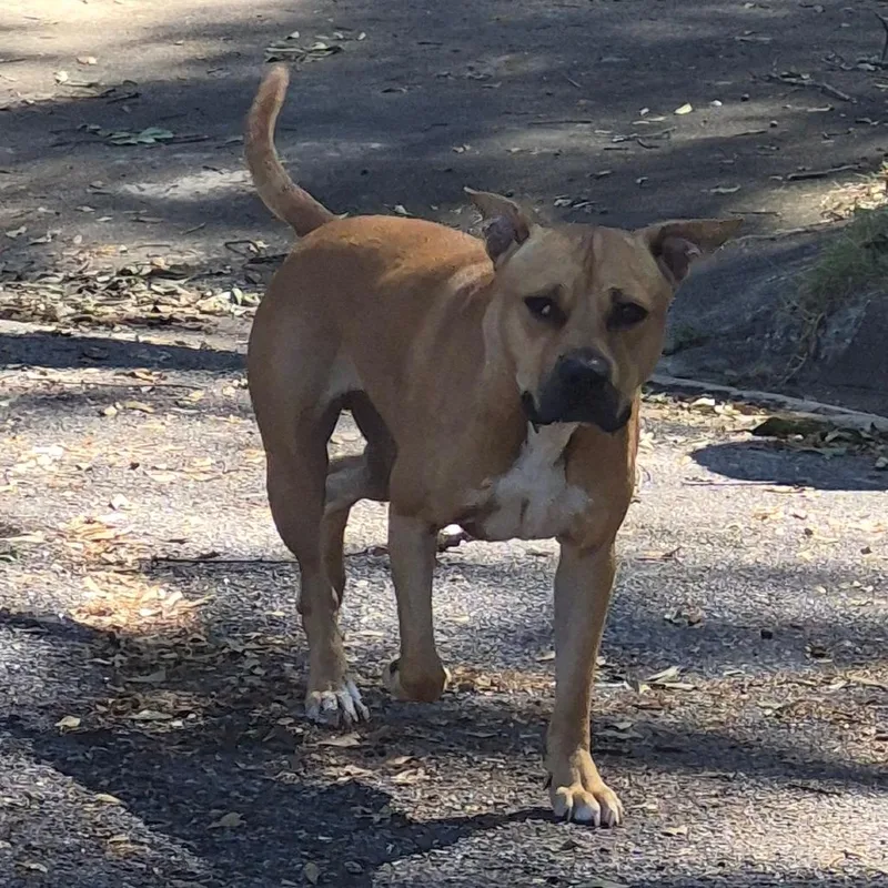 An adult medium-sized male Yellow / Tan / Blond / Fawn Mixed Breed dog named StrayAbingdonCourt"Buster" for adoption in Columbus, GA