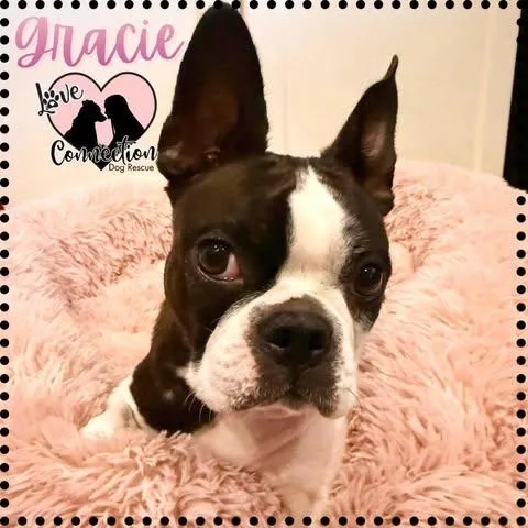 A young small-sized female Black Boston Terrier dog named Gracie for adoption in Gilbert, AZ