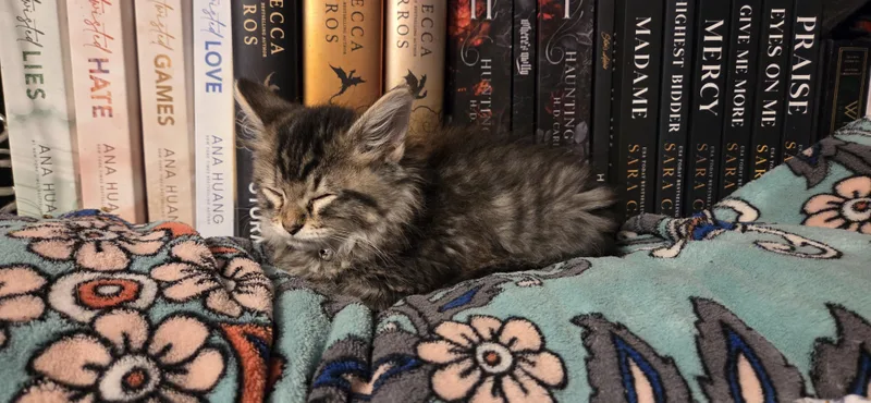 A young large-sized male Tabby (Brown / Chocolate) Maine Coon cat named Lazlo for adoption in Evansville, IN