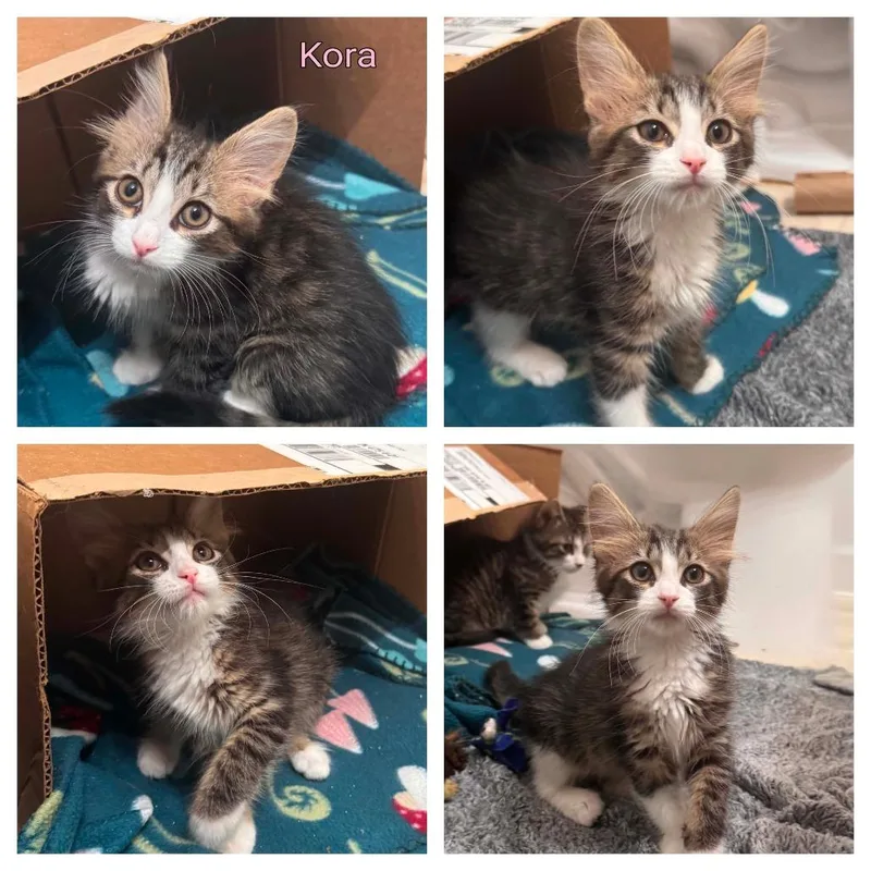 A baby small-sized female Black Domestic Medium Hair cat named Kora for adoption in Jasper, IN