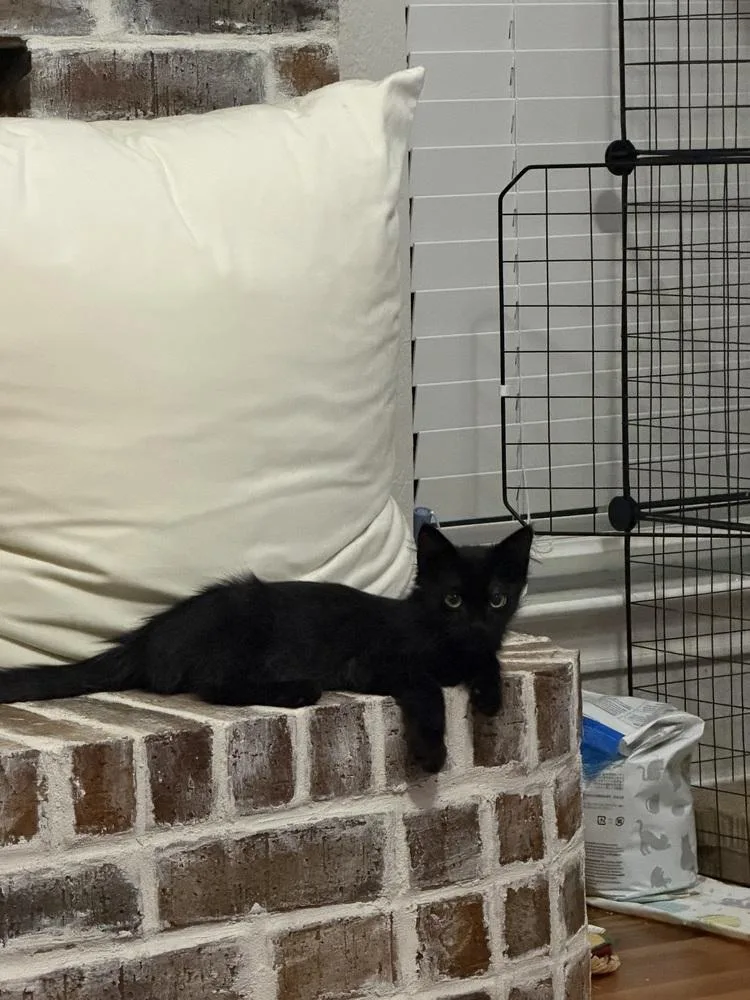 A baby small-sized male Domestic Medium Hair cat named Boba for adoption in Dallas, TX