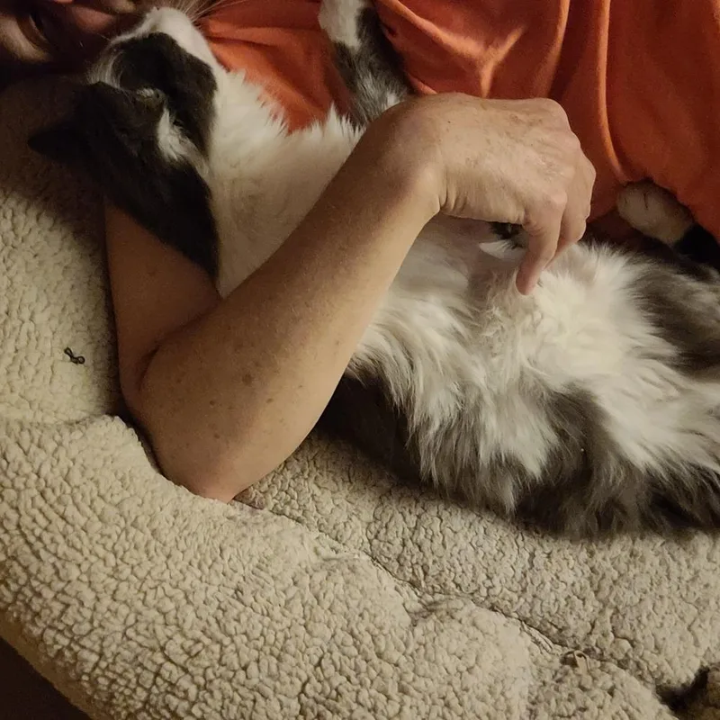 A young medium-sized male Gray & White Domestic Long Hair cat named Tommy Phantom for adoption in Wheaton, IL