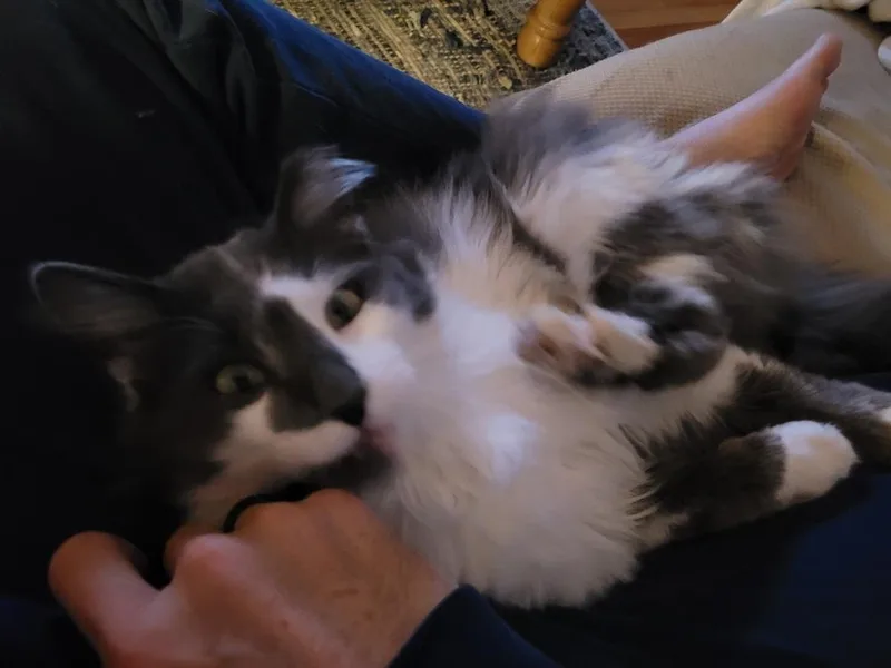 Tommy Phantom thumbnail 6