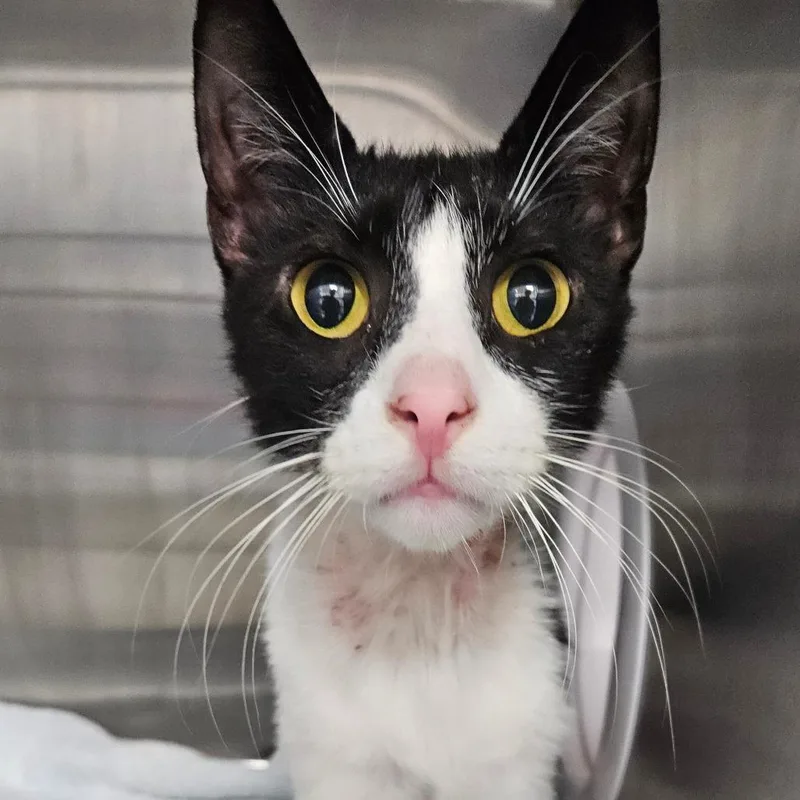 An adult medium-sized male Domestic Short Hair cat named Nash for adoption in Oneonta, NY
