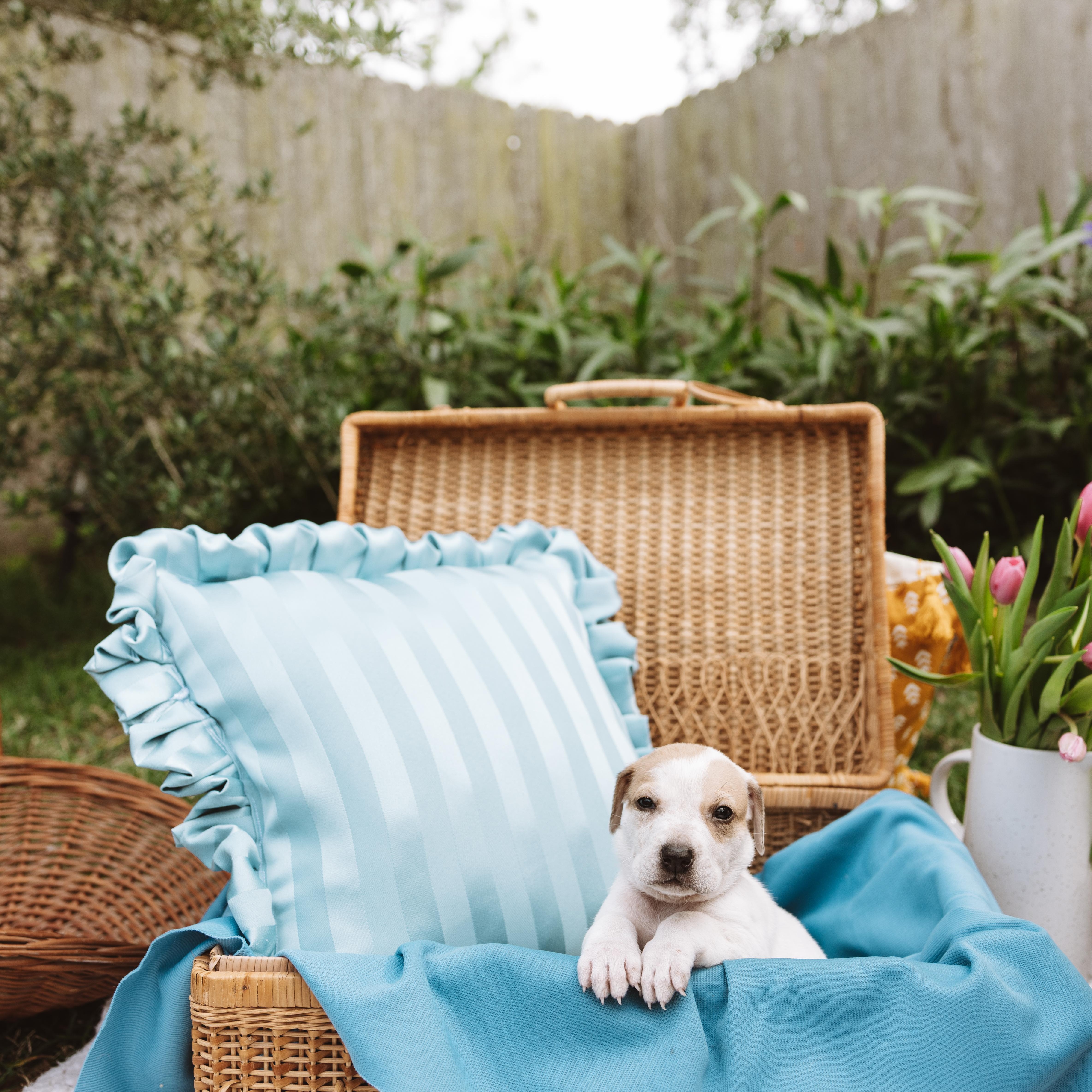 A baby medium-sized male White / Cream Pointer dog named Bevo for adoption in Spring, TX