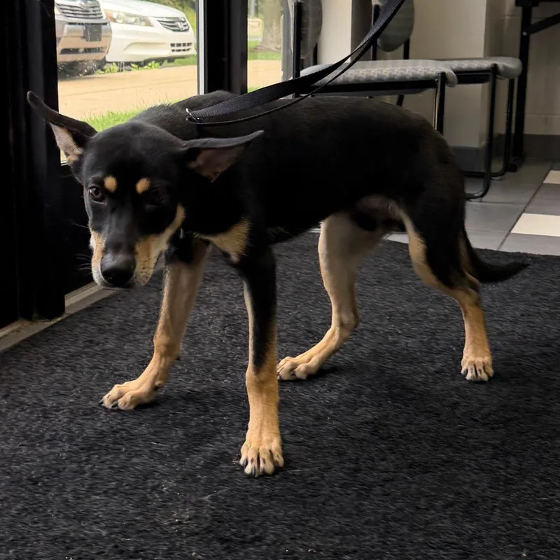 A baby medium-sized male Black Mixed Breed dog named Chase Morgan for adoption in Grand Rapids, MI