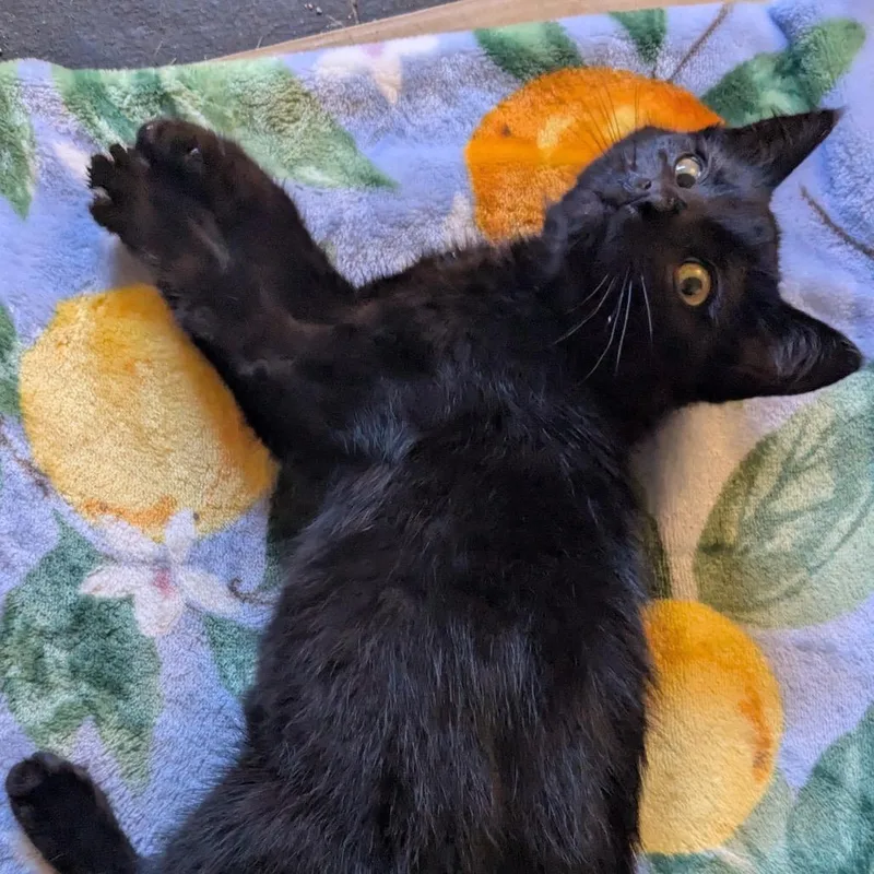 Lottie D thumbnail 2