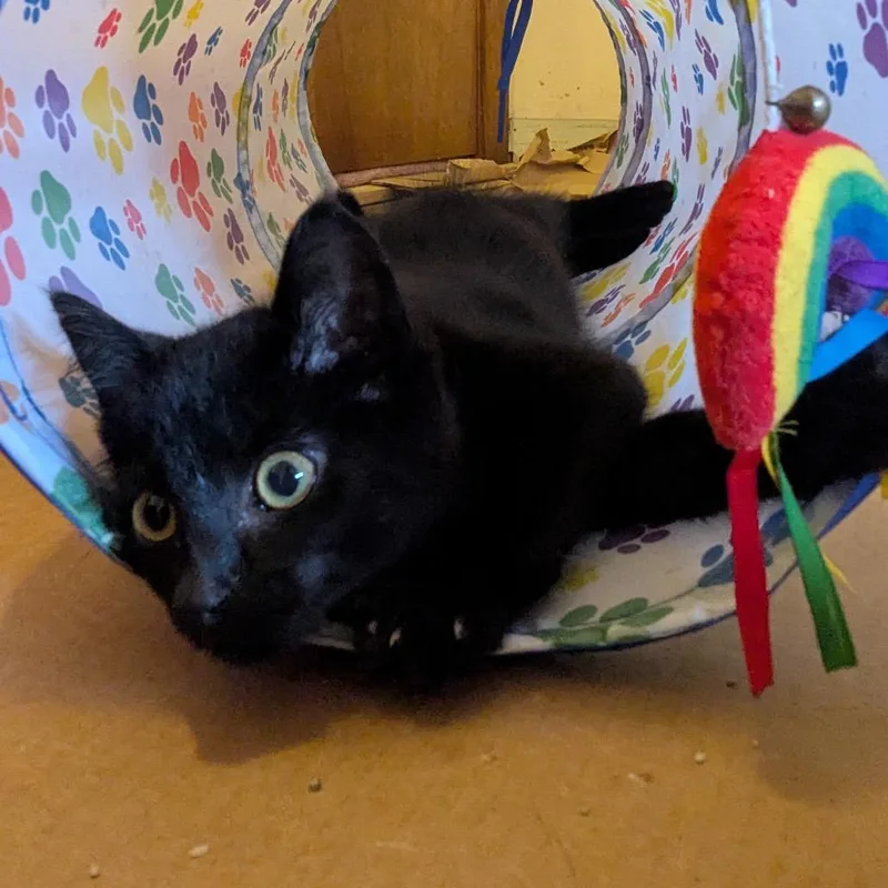 Lottie D thumbnail 3