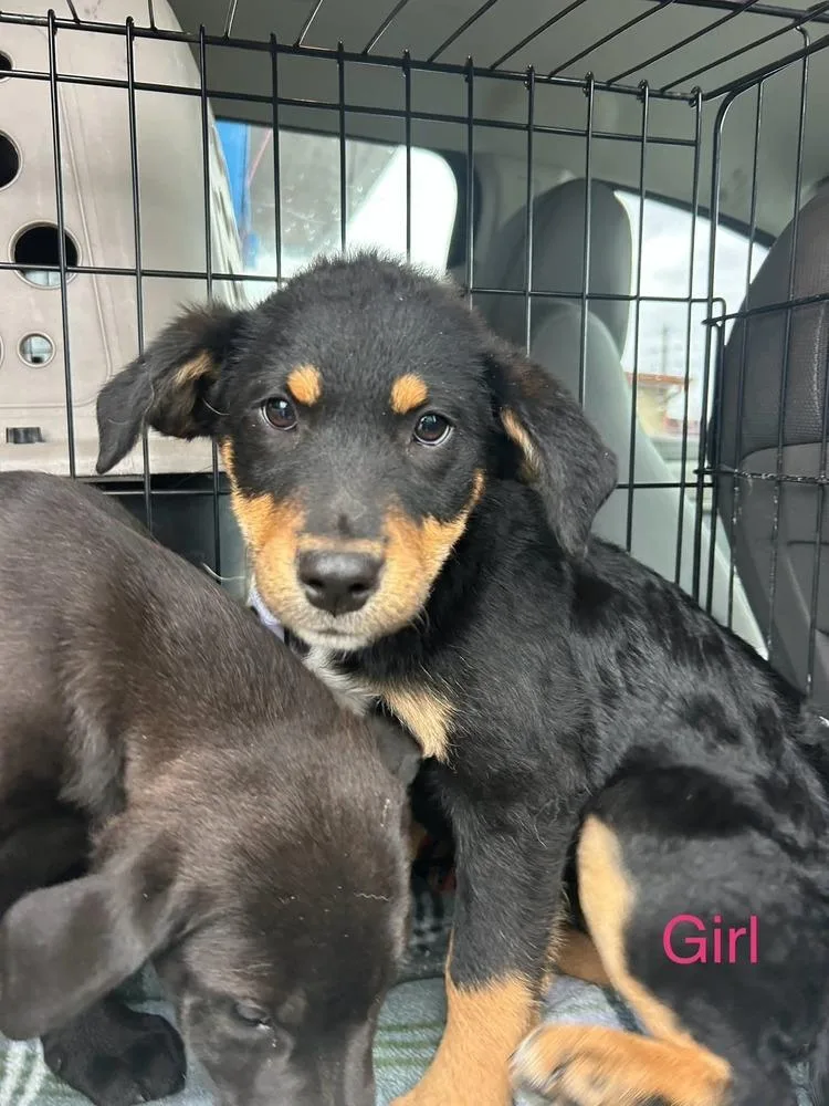 Lonesome Dove : Lorena thumbnail 2